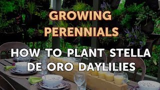 How to Plant Stella de Oro Daylilies [upl. by Nilreb]