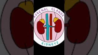 ADRENAL GLAND Check full video aarchi biology adrenaline neet2025 neetjee viralvideo short [upl. by Ennaeirrac550]