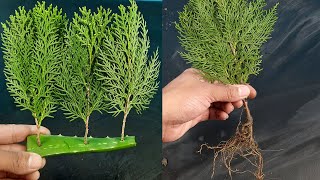 How to propagate ThujaJhau from cutting [upl. by Nork]