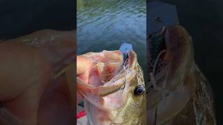 HAMMERED IT 🔨🐟🎣 bassfishing fishingvideo bass [upl. by Rothstein]