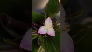 Flowers of Chlorophytum comosum [upl. by Tooley]