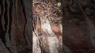 Arwah Lumshynna Cave [upl. by Bruell]