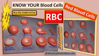 rbc shapes  variation in size and shape of rbc  red blood cell shapes  how it affects circulation [upl. by Yhtrod865]