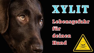 Xylit  Lebensgefahr für deinen Hund [upl. by Dusza]