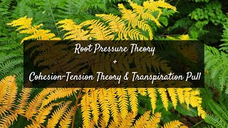 Root Pressure Theory  CohesionTension Theory amp Transpiration Pull PreU Biology [upl. by Aserehs465]