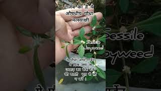 Uses of Sessile joyweed matsyakshi plant youtube shorts joyweed ytshorts ayurvedicplants [upl. by Maritsa521]