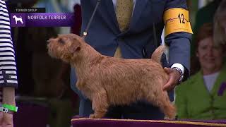 Norfolk Terriers  Breed Judging 2021 [upl. by Parthenia507]