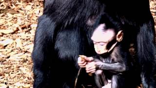 Blue eyed baby monkey born at ZSL London Zoo [upl. by Ossie]