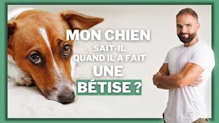 Mon chien saitil quand il a fait une bêtise  Comment dresser un chien pour quil nen fasse plus [upl. by Ettenirt]