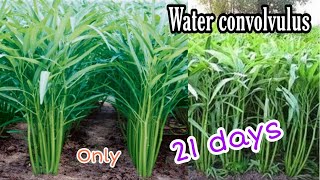 How to Grow Chinese Kangkong  Kangkong Farming  How to plant water convolvulus [upl. by Eenel]