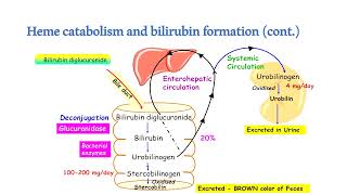 Bilirubin metabolism Hyperbilirubinemia and jaundice [upl. by Silliw]