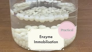 Enzyme ImmobilisationLeaving Cert Biology [upl. by Gord]