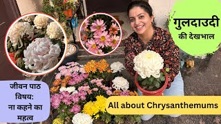 Chrysanthemum Care  गुलदाउदी के बारे में सब कुछ  जीवन का सबक ना कहने का महत्व getmyharvest [upl. by Nicolis]