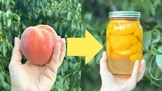 Canning Peaches for Beginners From Start to Finish [upl. by Olenta]