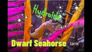 Hydroids Pt 1  Dwarf Seahorse Tank  Prevention [upl. by Ashbey415]