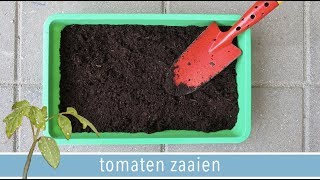 Hoe kweek je tomaten in pot 🌱  DEEL 1 quotTomaten zaaienquot  RENSKE VISSER GEWICHTSCONSULENT [upl. by Onaivatco]