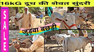 for Sale 16kg मिल्क रिकॉर्ड की हरयाणवी नस्ल की श्वेत सुंदरी साथ मै 1साल की जुड़वा बछड़ी Price 80000 [upl. by Nyral]