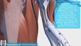 Visual Anatomy 3D  Facts about the Palmar aponeurosis [upl. by Ahsaz289]