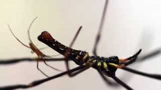 Nephila pilipes mating [upl. by Haleigh]