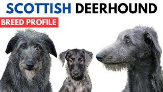 Scottish Deerhound Breed Profile History  Price  Traits  Deerhound Grooming Needs  Lifespan [upl. by Nylidam]