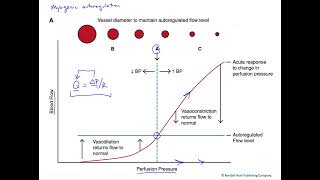 Metabolic Theory Myogenic Theory Chapter 17 part 5 Guyton and Hall Physiology [upl. by Uot]