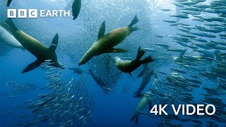 Sardine Feeding Frenzy with Sharks Penguins and More  4K UHD  The Hunt  BBC Earth [upl. by Ahseinet]