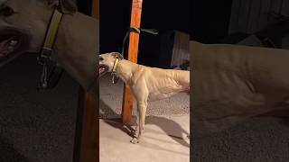 Racer 🤯 greyhound dog greyhounddog [upl. by Modeste887]