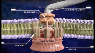 Flagellated bacterium engine resembles a biological machine [upl. by Hsevahb528]