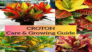 Croton Plant  தமிழ்  Care amp Maintenance  Tamil [upl. by Dlared]