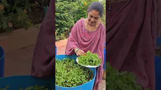 Coriander mint leaves harvesting పుదీనాకొత్తిమీర coriander mygarden shortvideo ytshorts [upl. by Terri]