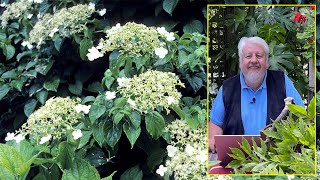 HORTENSIAS GRIMPANTS DE SPECTACULAIRES COUVREMUR POUR JARDIN OMBRAGÉ Le Quotidien du Jardin N°219 [upl. by Hesketh]