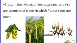 CBSE 6 Science Getting to Know Plants video lesson 2 [upl. by Yecram]