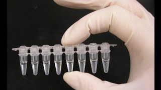 PCR optimization  PCR technique [upl. by Laveen]