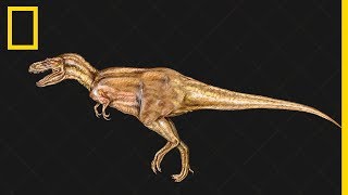 Tout comprendre sur  lévolution des dinosaures [upl. by Radec]