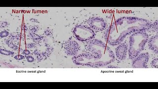 Apocrine and Merocrine Sweat Glands Anatomy and Physiology [upl. by Chaudoin]