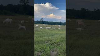 Lamb Races 💚 Lambs thankful farmlife EveningFun animals sheephillranch sheep [upl. by Therese]