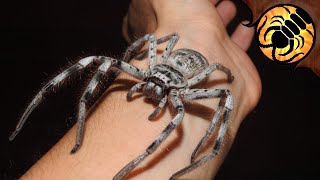 Giant Huntsman Spiders BREEDING [upl. by Jeffrey]