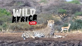 Wild Africa LIVE  Immerse Yourself in the African Bush [upl. by Edholm]