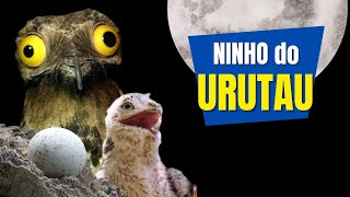 Como é o NINHO do URUTAU ou MÃE DA LUA  O ovo e o filhote de um PÁSSARO com canto incrível [upl. by Riggins]