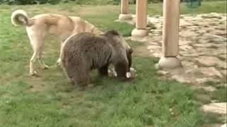 Turkish Kangal Dog playing with bear [upl. by Berg]