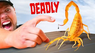 STUNG by a Deadly Scorpion [upl. by Enyak]