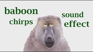 The Animal Sounds Baboon Sound Loud  Sound Effect  Animation [upl. by Amat]