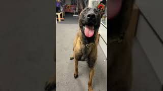 Belgian Malinois Doing Obedience Commands shorts short dogtraining [upl. by Batruk]