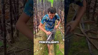 ¡Así Se Cosecha la Caña de Azúcar en las Regiones Rurales de Asia 🌾shorts [upl. by Showker471]