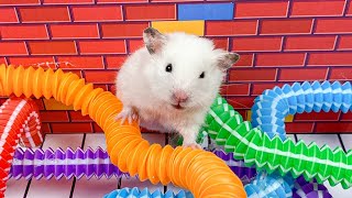 😱 Hamster Escape Maze  Hamster Cute pets Maze hamsterescape mazediytraps hamsterescape 215 [upl. by Egrog]