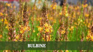 Vom Garten zur Hausapotheke Die vielseitige Bulbine [upl. by Betz]