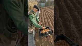 Comment planter des oignons en permaculture au domaine dAlôsnys [upl. by Oiluj490]