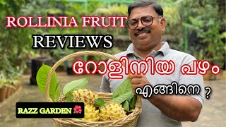 REVIEW OF ROLLINIA FRUIT AND HARVESTING [upl. by Aelanej]