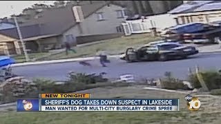 Video shows sheriffs department dog taking down suspect in Lakeside [upl. by Atteloj]