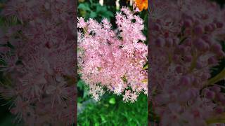 Filipendula rubra also known as queenoftheprairie flowers flower rubra [upl. by Aklim]